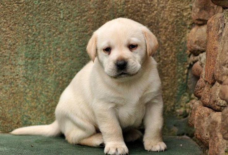 拉布拉多价格深度解析与真实体验分享指南