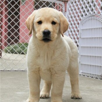 拉布拉多价格深度解析与真实体验分享指南