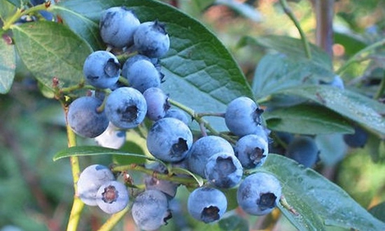 鲜甜蓝莓盛宴,开启季节味蕾之旅