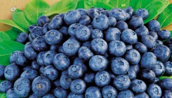 鲜甜蓝莓盛宴,开启季节味蕾之旅