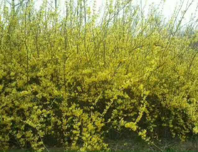 连翘最新报价揭秘,市场趋势下的价值走向探索