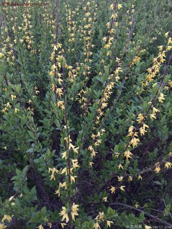 连翘最新报价揭秘,市场趋势下的价值走向探索