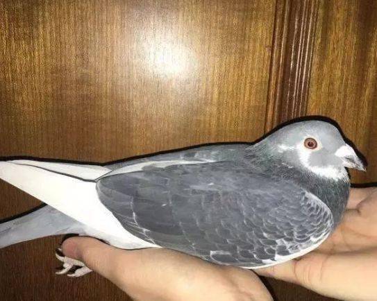 信鸽足环比赛的飞翔盛宴,探寻赛鸽荣耀与风采的盛宴