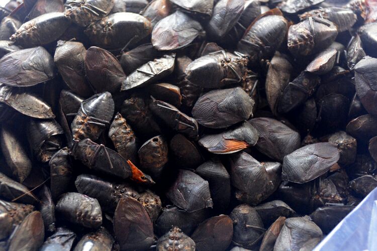 九香虫最新售价揭秘,探寻珍稀昆虫价值的变迁