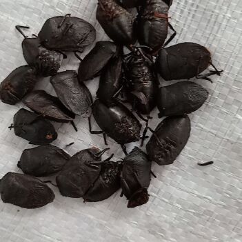 九香虫最新售价揭秘,探寻珍稀昆虫价值的变迁