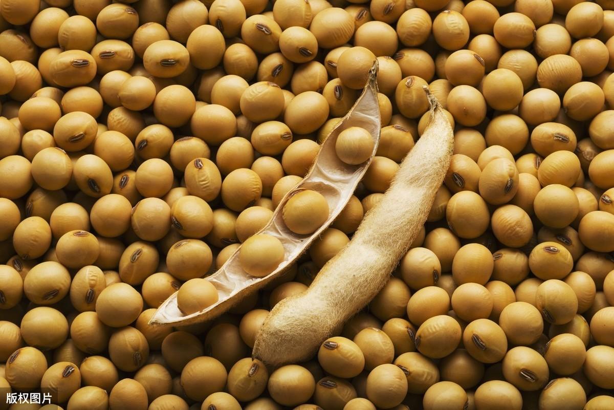 大豆最新价格行情深度解析,市场走势与产业影响探究