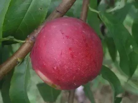 北京桃上市,古都春唤醒,春天的味道与古都的生机并蒂绽放