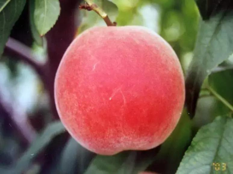 北京桃上市,古都春唤醒,春天的味道与古都的生机并蒂绽放