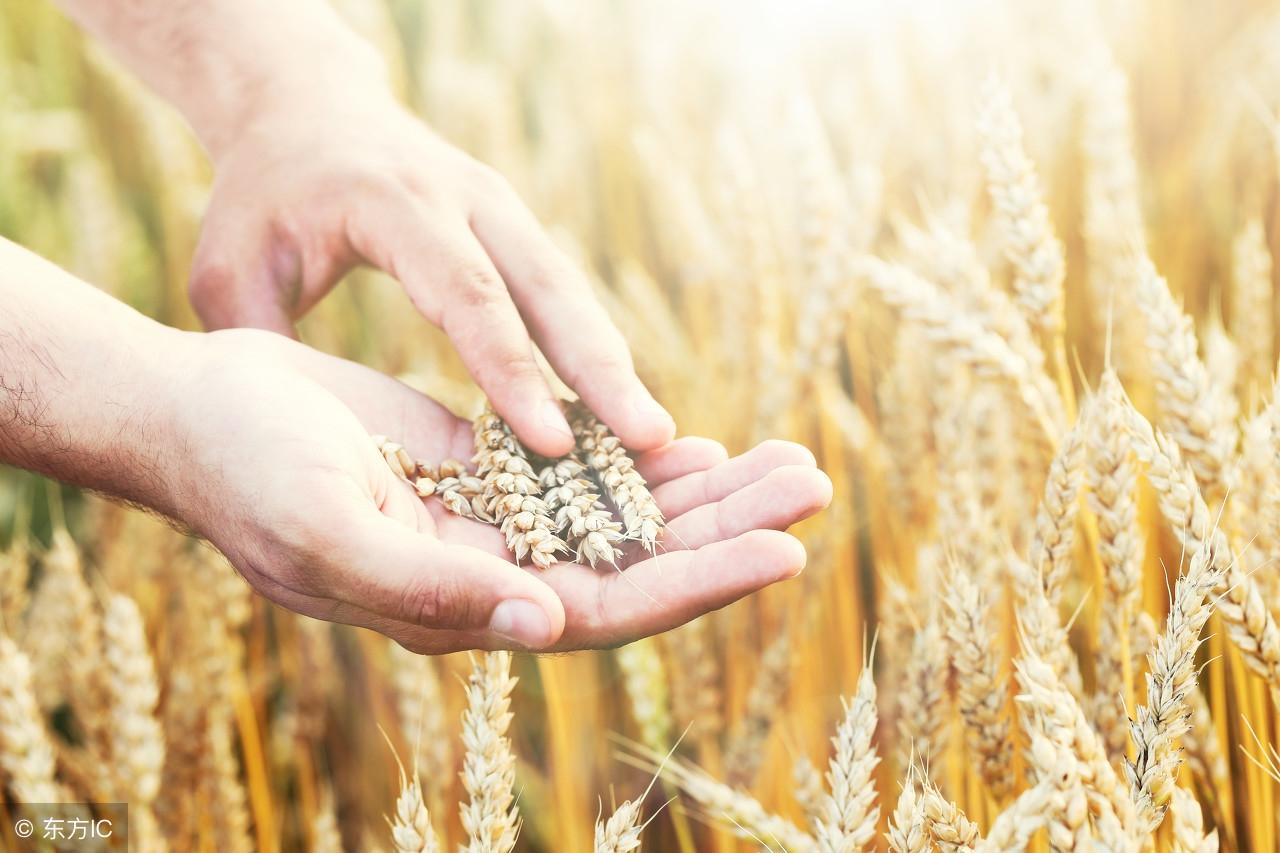 黑龙江省大豆最新价格,繁荣农业经济的脉搏