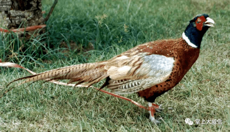 野鸡网最新地址大揭秘,探索未知世界的入口