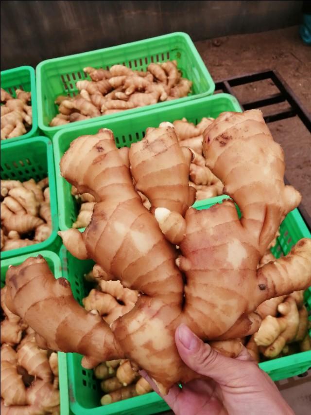 山东生姜最新行情揭秘,价格背后的繁荣故事探秘