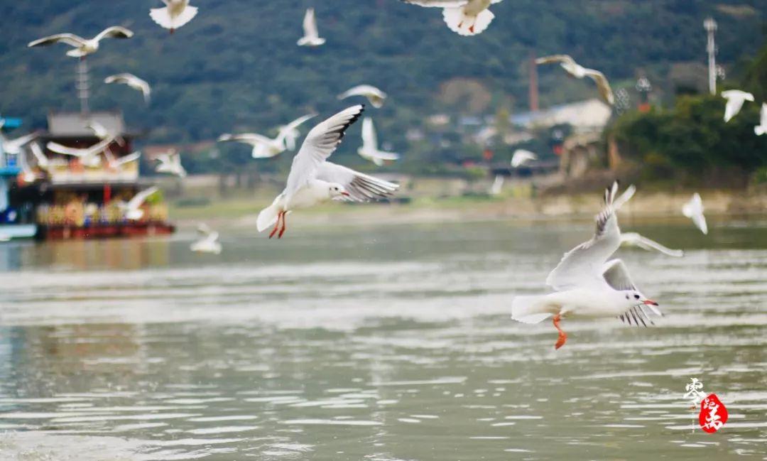 宜宾三江口新篇章启航,最新发展动态揭秘