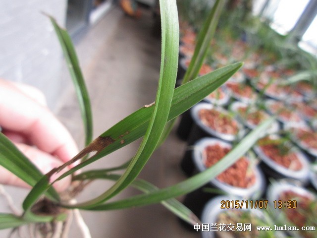 草留最新地址,自然之美的探索之旅