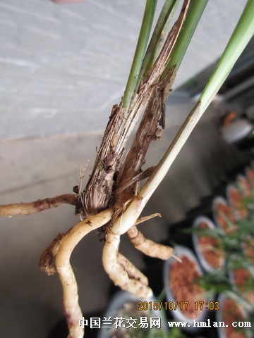 草留最新地址,自然之美的探索之旅