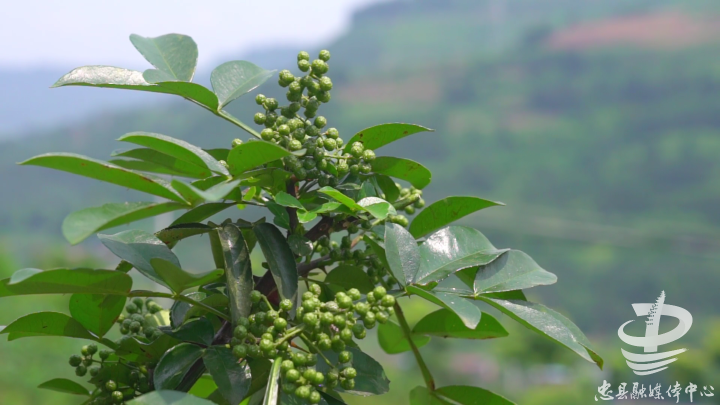 探寻青花椒市场波动背后的故事,最新行情分析与价格走势揭秘