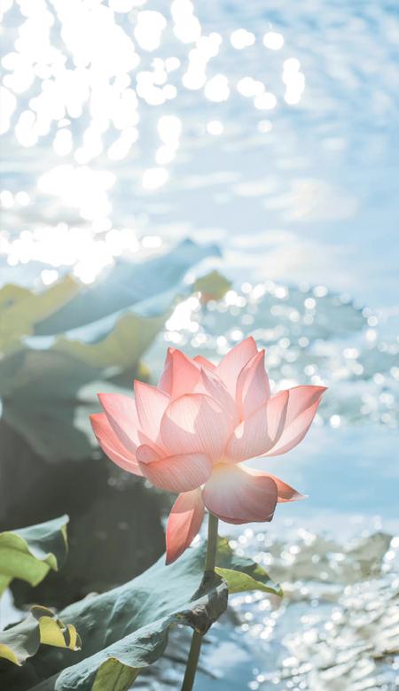 最新款手机科技与体验的革命盛宴,哪款手机更胜一筹?