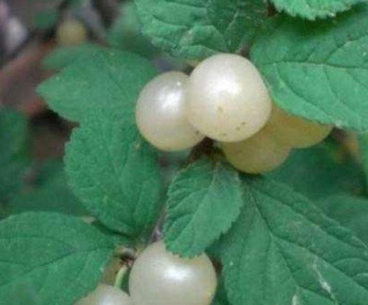 白块最新版,探索未知的音乐世界之旅