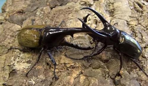 最新甲壳虫,探索微型出行的未来魅力