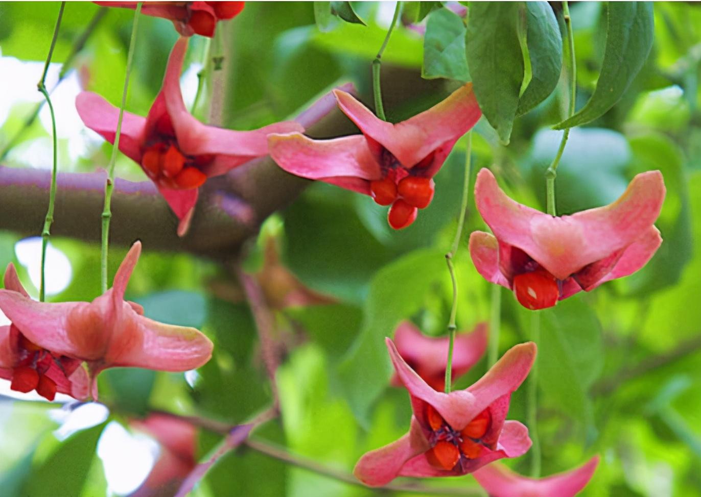 摇钱树最新版本,开启财富增长新纪元