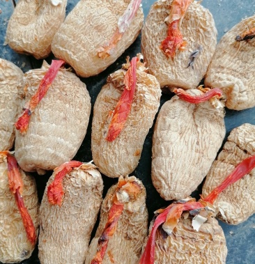 探寻亳州天麻最新价格与市场走势,天然珍品价值解析