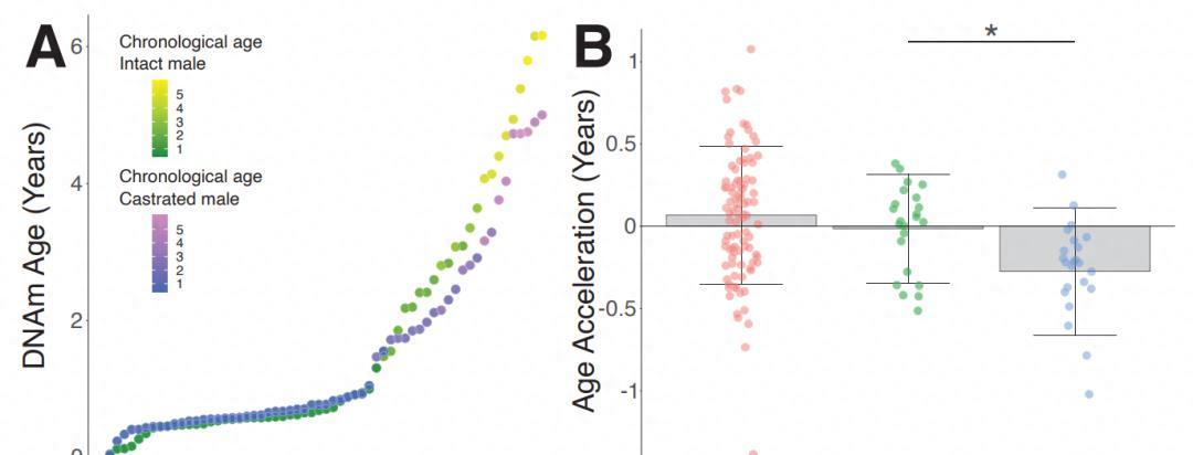 探索未知,最新绵羊资讯与美好发现